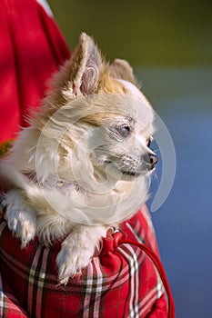 Chihuahua dog inside bright bag for pet carrier