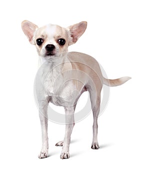 Chihuahua dog isolated on white background