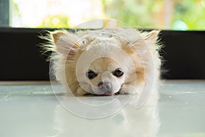 Chihuahua dog lay down