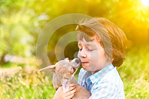 Chihuahua dog licks little laughing child`s face close up. Portrait of a happy caucasian kid boy hugging a puppy at sunny day in