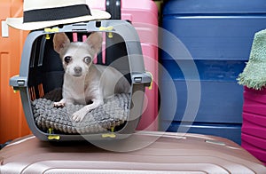 Chihuahua dog lies in a carrier and waits for the start of the journey, carefully looking into the camera.