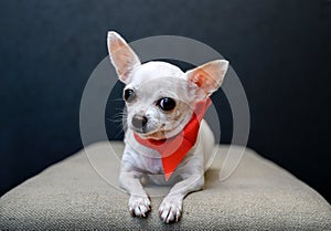Chihuahua dog lies on a gray sofa with a red ribbon around his neck in the form of a small tie and looks away.