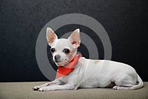 A chihuahua dog lies sideways on a gray couch with a bright red ribbon around its neck in the form of a small tie.