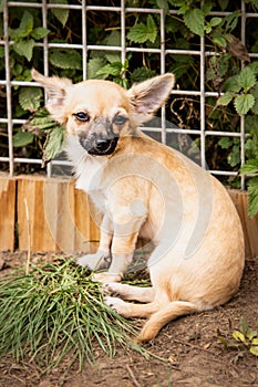 Chihuahua dog living in belgium