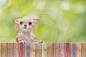 Chihuahua dog look through wooden fence behind wet glass window