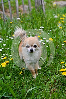 Chihuahua dog on a meadow