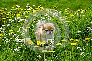 A Chihuahua dog on a meadow