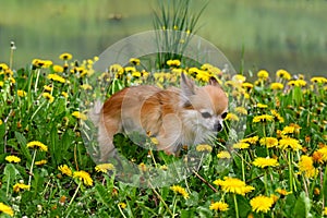 Chihuahua dog on a meadow in front of a lake
