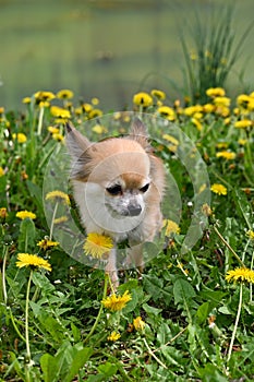 A Chihuahua dog on a meadow in front of a lake
