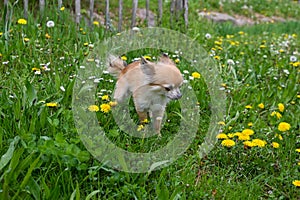 Chihuahua dog in a  meadow with yellow flowers