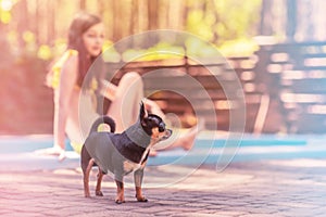 Chihuahua dog near the pool. Pet, animal on a sunny day. Dog out of focus teenage girl out of focus