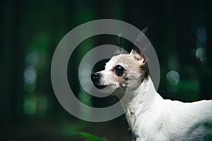 Chihuahua dog Outdoor