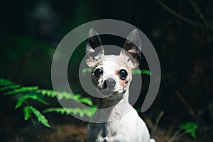 Chihuahua dog Outdoor