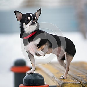 Chihuahua dog. Outdoor