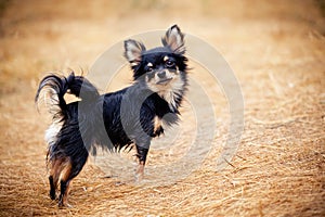 Chihuahua dog outdoor portrait