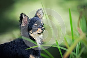 Chihuahua dog outdoor portrait