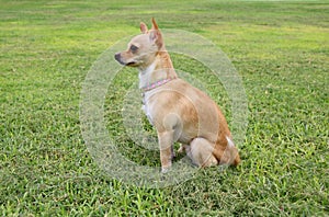 Chihuahua Dog Outdoor