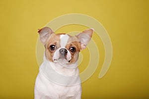 Chihuahua dog with over yellow background looking at camera. Copy space for your text