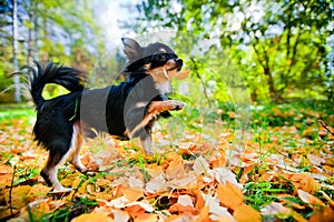 Chihuahua dog in a park