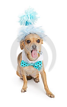 Chihuahua Dog With Party Hat and Tongue Out