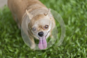 Chihuahua dog play greatness lawn