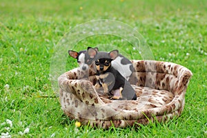 Chihuahua dog puppies