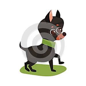 Chihuahua dog, purebred pet animal standing on green grass colorful Illustration