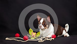 Chihuahua dog with red bowls, beads, and orchid