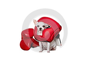 Chihuahua dog in a red boxing safety helmet sits against a white banner and looks at the camera.