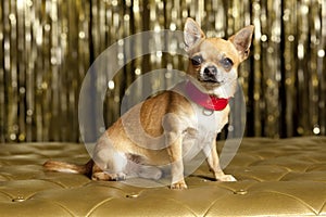 Chihuahua dog with red collar