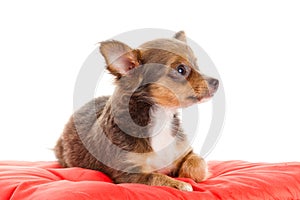 Chihuahua dog on red pillow