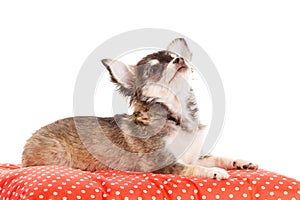 Chihuahua dog on red pillow isolated on white background. portr
