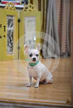 Chihuahua dog is reflected in a large mirror sitting on the floor and looking directly at the camera.