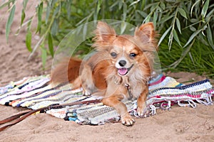 Chihuahua dog relaxing on the beach