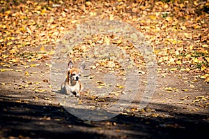 Chihuahua dog relaxing on a road lit by sun. Autumn yellow foliage fallen from the trees around. Pet enjoys the warmth