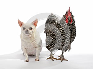 Chihuahua dog and rooster in studio on white background