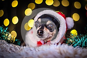 Chihuahua dog with Santa hat
