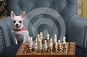 Chihuahua dog sits in a cozy armchair and plays chess in a competition, looking at the camera attentively and intently.