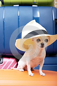 Chihuahua dog sits on a large suitcase ready for a long journey wearing a stylish summer hat.