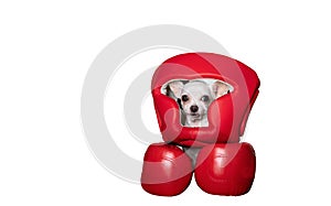 Chihuahua dog sits in red boxing gloves and in a boxing helmet against a white banner and looks at the camera.