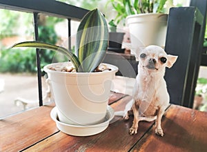 Chihuahua dog sitting on bench in garden with SANSEVIERIA MASONIANA house plant , smiling and lookin at camera