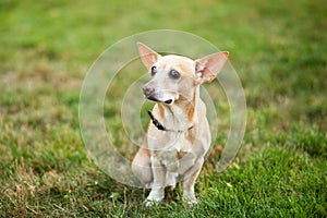 Chihuahua dog is sitting in grass on an autumn day. doggy on nature in park. Chihuahua walks in forest. dog is a friend for childr