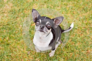 A Chihuahua dog sitting on the grass, looking up at the camera