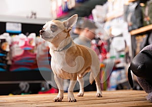 Chihuahua dog sitting in petshop