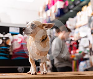 Chihuahua dog sitting in petshop