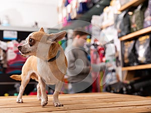 Chihuahua dog sitting in petshop