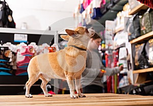 Chihuahua dog sitting in petshop