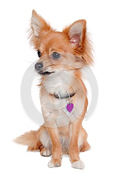 Chihuahua dog is sitting on a white background