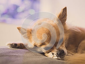 Chihuahua dog sleeping peacefully on the couch