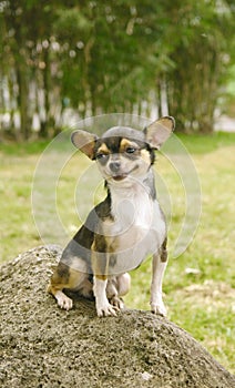 Chihuahua dog smiling